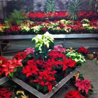 Adventsausstellung 2011